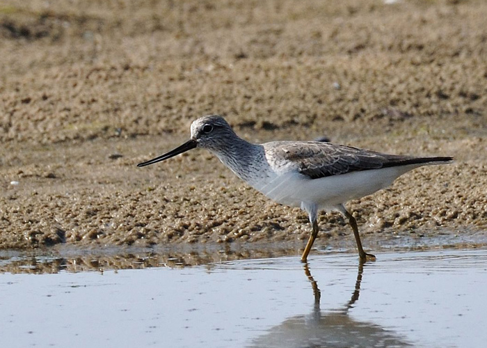 Hallkibu (Xenus cinereus)
Haversi, Läänemaa, 19.5.2013

Rein Kuresoo
Keywords: terk sandpiper