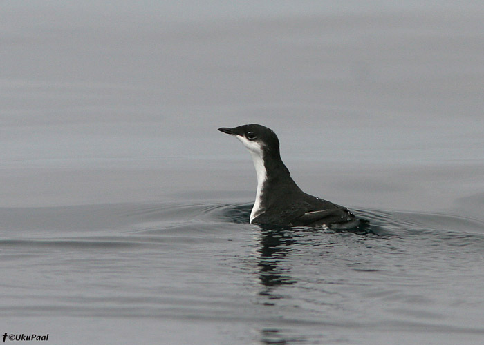 Lõunaörd (Brachyramphus hypoleucus)
Monterey laht, California

UP
Keywords: xanth murrelet