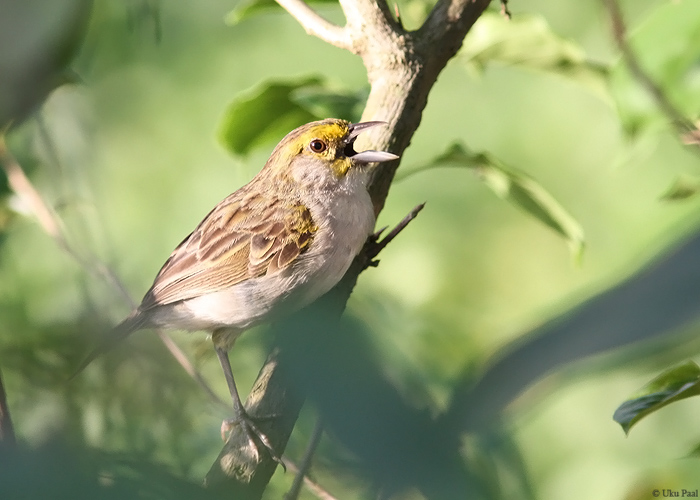 Ammodramus aurifrons	
Peruu, sügis 2014

UP
Keywords: YELLOW-BROWED SPARROW