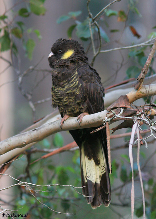 Mustkakaduu (Calyptorhynchus funereus)
Mt. Field NP, Tasmaania, Detsember 2007
Keywords: yellow-tailed black-cockatoo