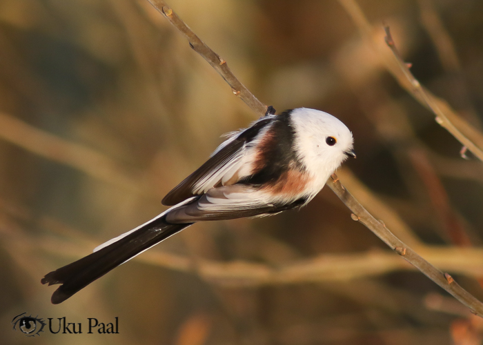 Sabatihane (Aegithalos caudatus caudatus)
Tartumaa, 2017

Uku Paal
Keywords: long-tailed tit