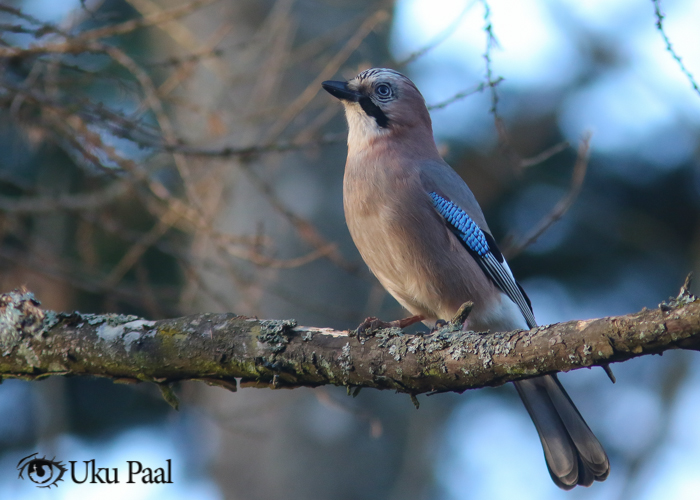 Pasknäär (Garrulus glandarius)
Tartumaa, november 2017

Uku Paal
Keywords: eurasian jay