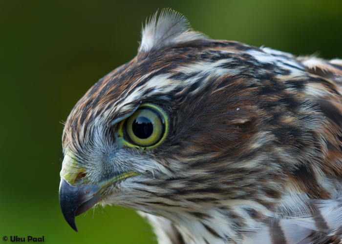 Raudkull (Accipiter nisus) isane
Vaibla linnujaam, 7.8.2015

UP
Keywords: sparrowhawk