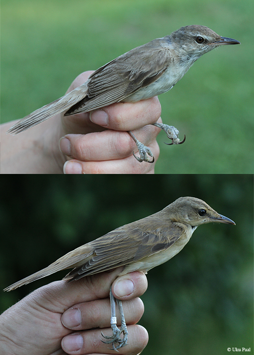 Rästas-roolind (Acrocephalus arundinaceus) 1a+ ja 1a
Vaibla linnujaam, 7.8.2015. Jälgi ülalpool oleva vanalinnu kulunud sulestikku ja võrdle noorlinnuga.

UP
Keywords: great reed warbler