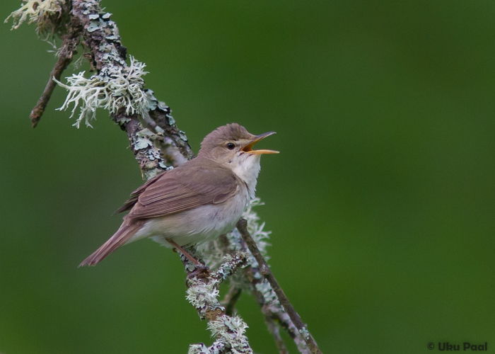 Aed-roolind (Acrocephalus dumetorum)
Tartumaa, juuni 2015

UP
Keywords: blyths reed warbler