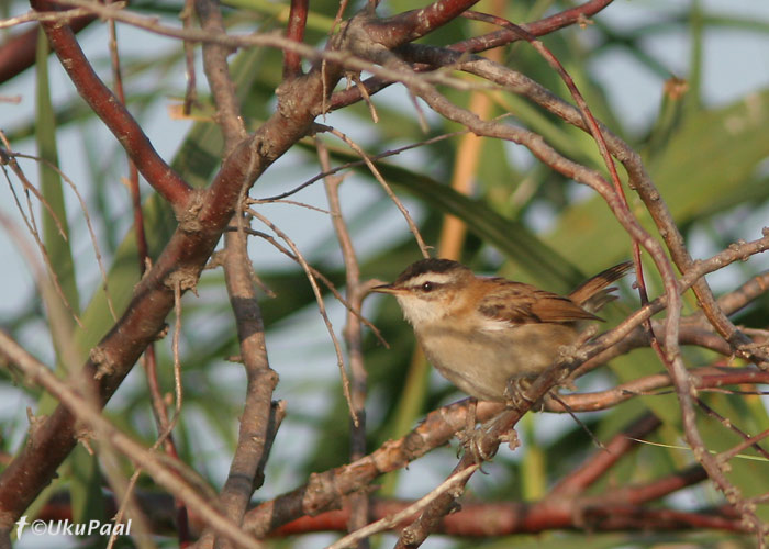 Mustpea-roolind (Acrocephalus melanopogon)
Camargue, Prantsusmaa, 4.8.2007. Pika otsimise peale suutsin roostikust ühe isendi leida.
Keywords: moustached warbler