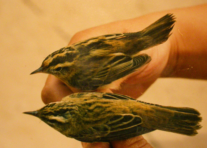 Tarna-roolind (Acrocephalus paludicola)
Lao linnujaam, 10.08.2003. Eesti teine. Üleval tarna-roolind ja all võrdluseks kõrkja-roolind.

Peeter Raja
Keywords: aquatic warbler