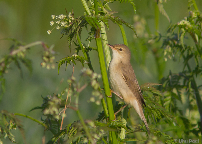 Soo-roolind (Acrocephalus palustris)
Tartumaa, mai 2015

UP
Keywords: marsh warbler