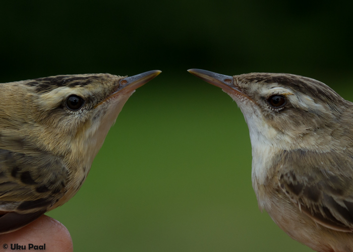 Kõrkja-roolind (Acrocephalus schoenobaenus) 1a ja 1a+
Vaibla linnujaam, 6.8.2015. Vanalinnu sulestikul on kahvatum toon ja sulestik on kulunum (parempoolne lind). Noorlinnu sulestik on kollakama tonaalsusega ja sulestik paremas konditsioonis.

UP
Keywords: sedge warbler