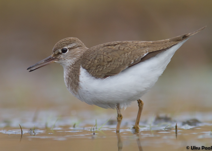 Vihitaja (Actitis hypoleucos)
Tarumaa, aprill 2015

UP
Keywords: common sandpiper