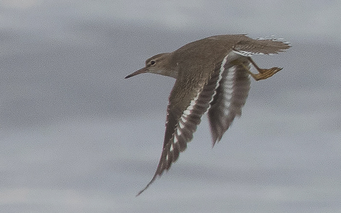 Ameerika vihitaja (Actitis macularia)
Põõsaspea neem, Läänemaa, 29.09.2020. Eesti esmasleid. First for Estonia.

Annika Forsten
Keywords: spotted sandpiper