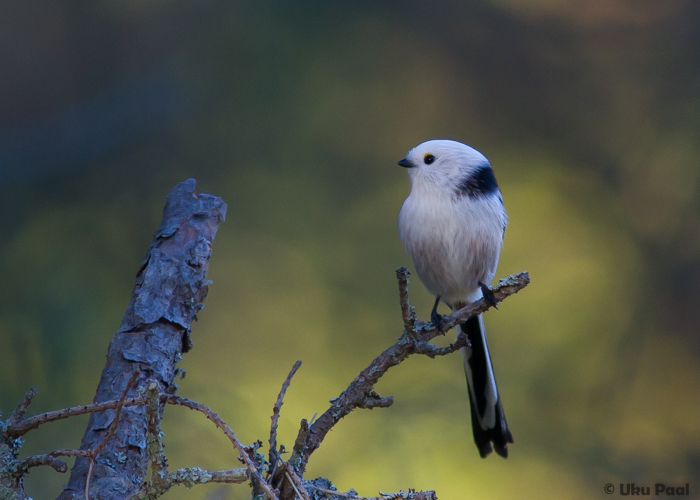 Sabatihane (Aegithalos caudatus)
Läänemaa, oktoober 2015

UP
Keywords: long-tailed tit