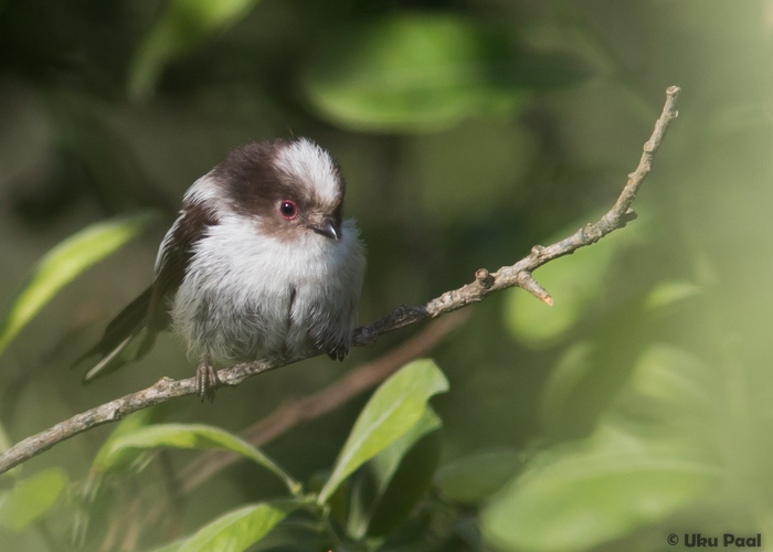 Sabatihane (Aegithalos caudatus) noorlind
Tartumaa, juuni 2016

UP
Keywords: long-tailed tit juvenile