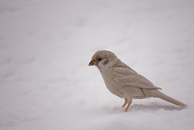 Leukistlik põldvarblane (Passer montantus)
Mart  Piiroja
Keywords: sparrow