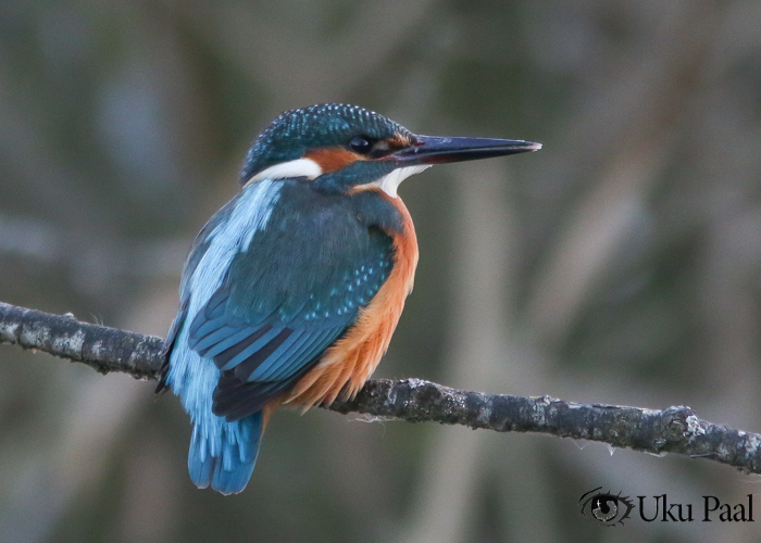 Jäälind (Alcedo atthis) 
Viljandimaa, 2018

Uku Paal
Keywords: common kingfisher