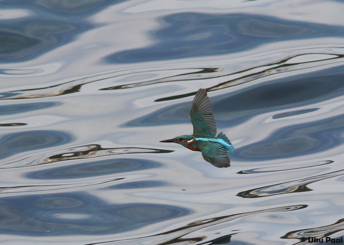 Jäälind (Alcedo atthis)
Üksikuid ikka nägime.
Keywords: kingfisher