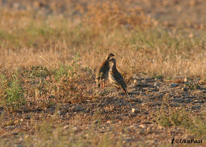 Lääne-kivikana (Alectoris rufa)
La Crau stepp, Prantsusmaa, 5.8.2007
Keywords: red-legged partridge