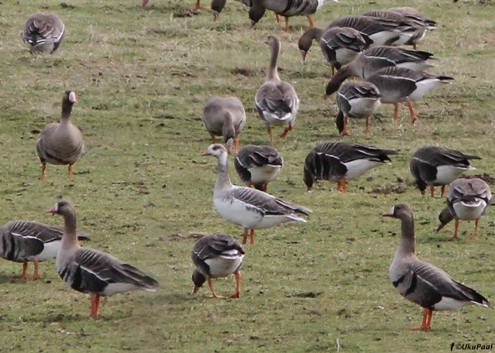 Poolalbinootiline suur-laukhani (Anser albifrons)
Aardla, Tartumaa, 6.5.2010

UP
Keywords: white-fronted goose