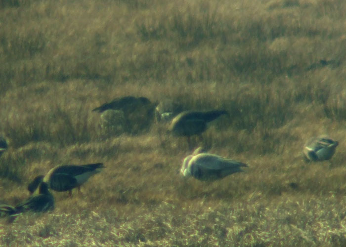 Suur-laukhani (Anser albifrons)
Rannajõe, Matsalu LKA, 1.4.2008

Margus Ellermaa
Keywords: greater white-fronted goose