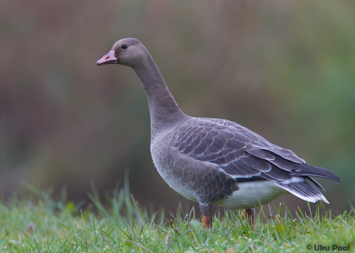 Suur-laukhani (Anser albifrons) 1a
Tartumaa, oktoober 2015

UP
Keywords: greater white-fronted goose
