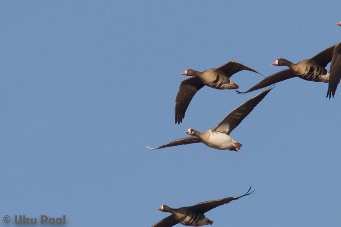 Suur-laukhani (Anser albifrons)
Aardla, Tartumaa, 11.4.2015

UP
Keywords: greater white-fronted goose