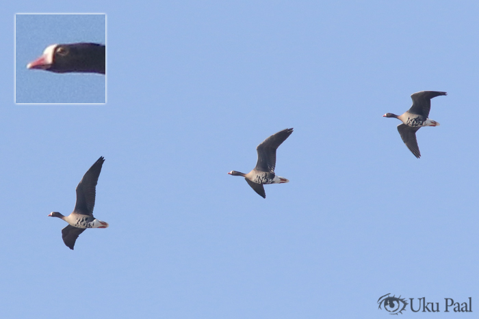 Väike-laukhani (Anser erythropus)
Kalana, Hiiumaa, 14.4.2018

Uku Paal
Keywords: lesser white-fronted goose