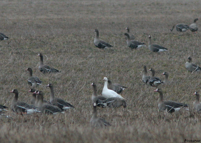 Albinootiline hani (Anser sp.)
Sangla polder, Tartumaa, 13.4.2009. Tõenäoliselt on tegemist suur-laukhanega.

UP
Keywords: goose