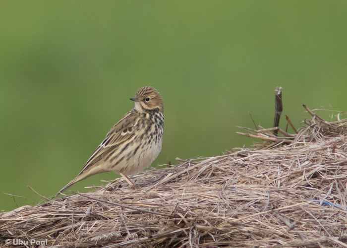 Tundrakiur (Anthus cervinus)
Tartumaa, september 2016

UP
Keywords: red-throated pipit