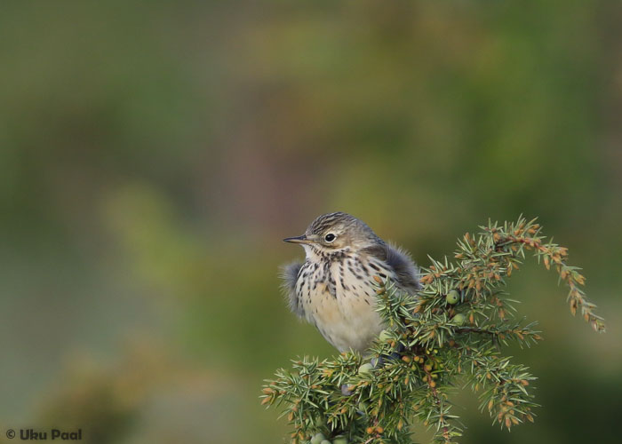 Sookiur (Anthus pratensis)
Hiiumaa, mai 2016

UP
Keywords: meadow pipit