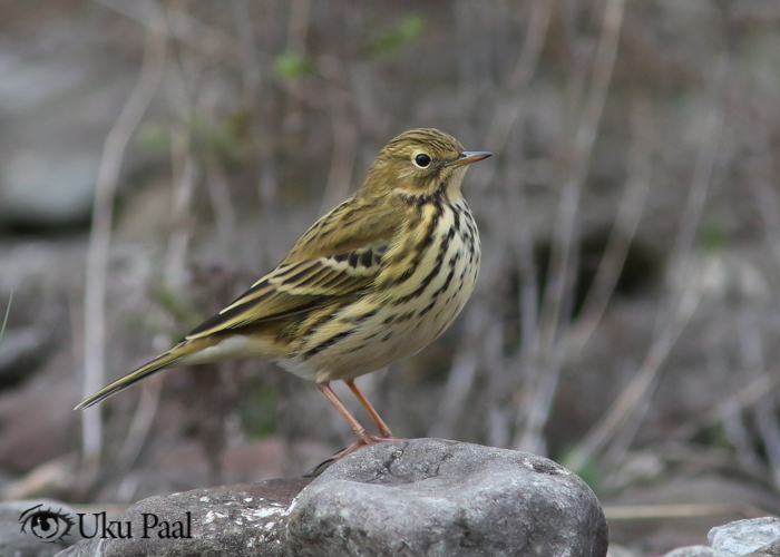 Sookiur (Anthus pratensis)
Saaremaa, oktoober 2017

Uku Paal
Keywords: meadow pipit