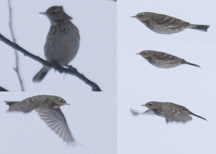 Mägikiur (Anthus spinoletta)
Paljassaare, 6.02.2009. Eesti esimene. First for Estonia. Tulenevalt liigi koodnimetusest sai see lind hellitusnimeks "Ansip".

Andrus Jair
Keywords: water pipit