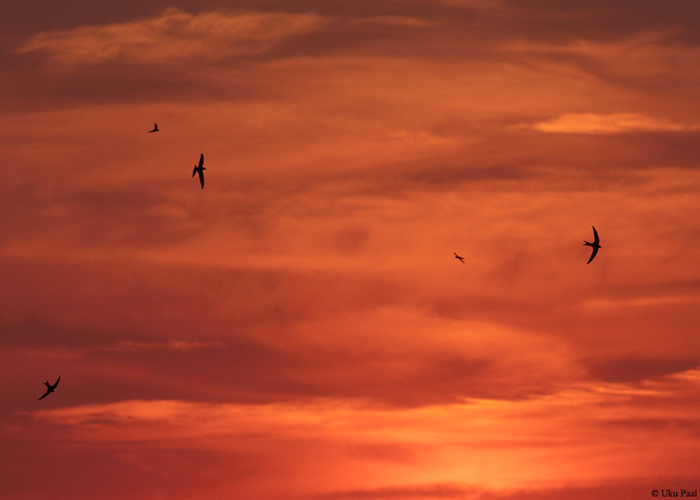 Piiritaja (Apus apus)
Tartu, august 2014

UP
Keywords: common swift