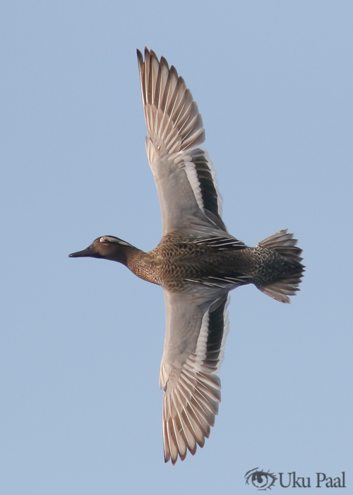 Rägapart (Anas querquedula)
Hiiumaa, mai 2018

Uku Paal
Keywords: garganey