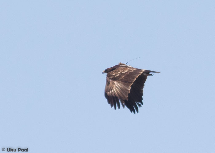 Konnakotkas sp. (Aquila pomarina X clanga)
Estonia, may 2016. This bird was ringed in the spring of 2012 when it was paired with a Greater Spotted Eagle. By the blood tests, this is a proven hybrid, but it is unknown of what generation. The bird has retained similar plumage for the whole time. Sattellite information shows that this bird is spending its winter in South Sudan which is preferred wintering area for Greater Spotted Eagles. The migration routes can be followed at: http://birdmap.5dvision.ee/

UP
Keywords: spotted eagle