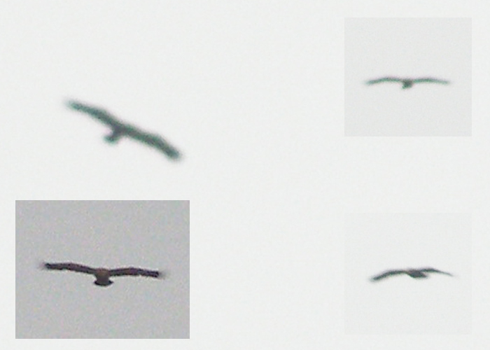 Stepikotkas (Aquila nipalensis)
Audru polder, Pärnumaa, 1.2.2015. Eesti 2. vaatlus. Uus talveliik Eestile.

Indrek Tammekänd
Keywords: steppe eagle