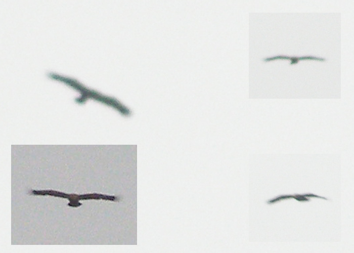 Stepikotkas (Aquila nipalensis)
Audru polder, Pärnumaa, 1.2.2015. Eesti 2. vaatlus. Uus talveliik Eestile.

Indrek Tammekänd
Keywords: steppe eagle