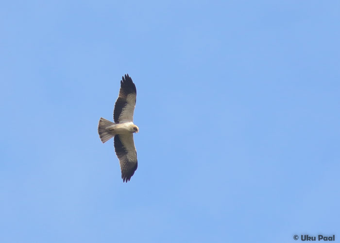 Kääbuskotkas (Aquila pennata)
Kõige tavalisem röövlind saarel, vähemalt sellel aastaajal.
Keywords: booted eagle