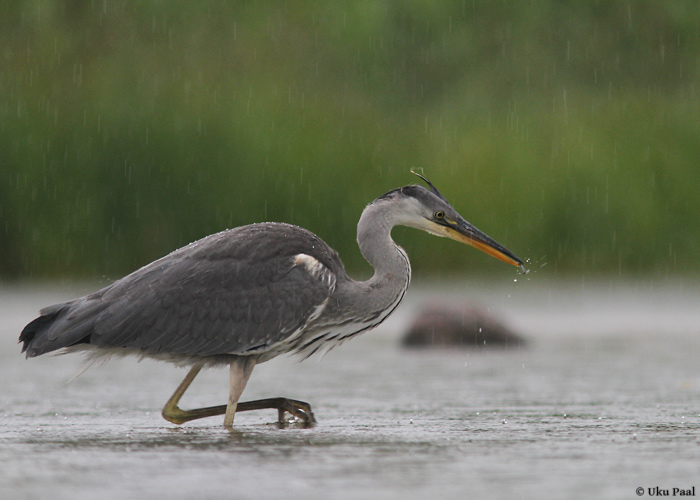 Hallhaigur (Ardea cinerea)
Saaremaa, juuni 2014

UP
Keywords: grey heron