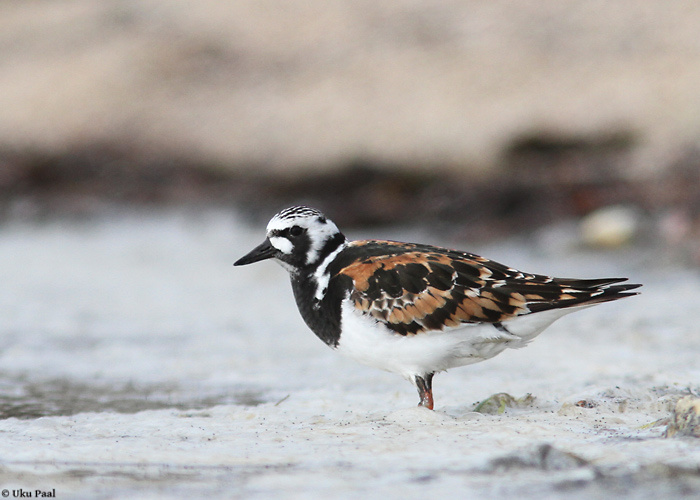 Kivirullija (Arenaria interpres)
Hiiumaa, mai 2014

UP
Keywords: turnstone