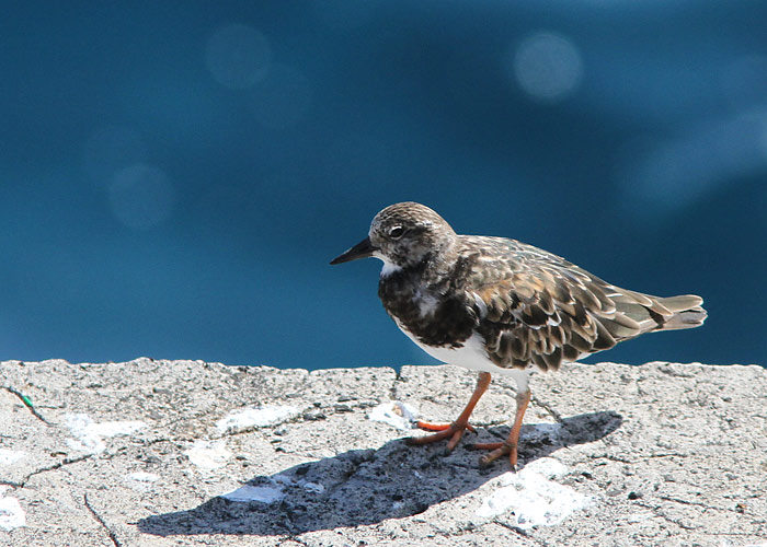 Kivirullija (Arenaria interpres)
