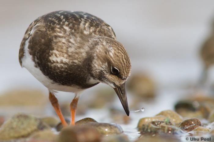 Kivirullija (Arenaria interpres) 1a
Tartumaa, august 2015

UP
Keywords: turnstone