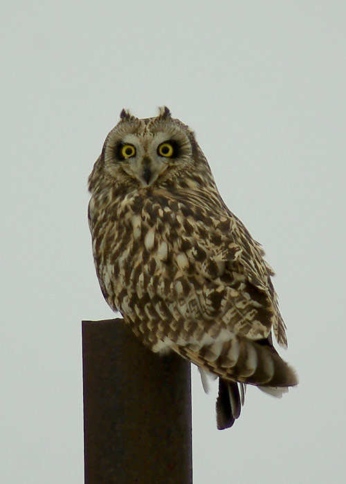 Sooräts (Asio flammeus)
Vaemla, Hiiumaa, 7.2.2010. Sooräts on Eestis talvel haruldane.

T. & M. Vikerpuur
Keywords: short-eared owl