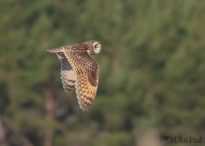 Sooräts (Asio flammeus)
Hiiumaa, mai 2018

Uku Paal
Keywords: short-eared owl