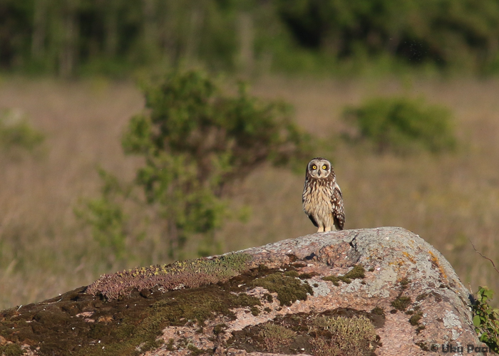 Sooräts (Asio flammeus)
Harjumaa, juuni 2016

UP
Keywords: short-eared owl