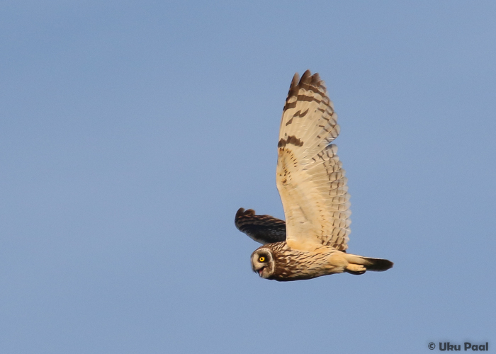 Sooräts (Asio flammeus)
Harjumaa, juuni 2016

UP
Keywords: short-eared owl