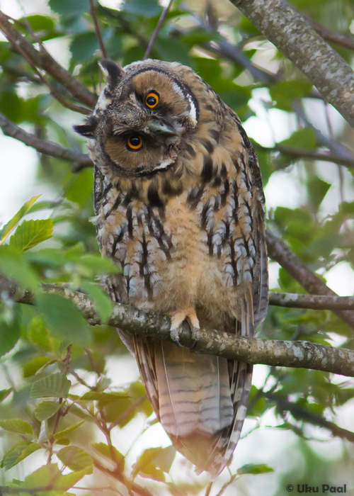 Kõrvukräts (Asio otus)
Harjumaa, juuni 2016

UP
Keywords: long-eared owl