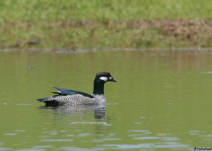 Viir-pisipart (Nettapus pulchellus)
Mareeba Wetland, Austraalia, detsember 2007

UP
Keywords: green pygmy goose