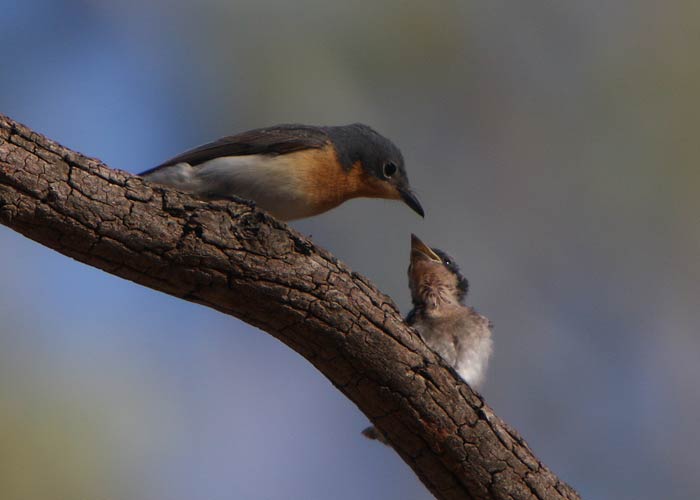 Myiagra cyanoleuca
Barmah State Forest, Austraalia, detsember 2007

Rene Ottesson
Keywords: satin flycatcher