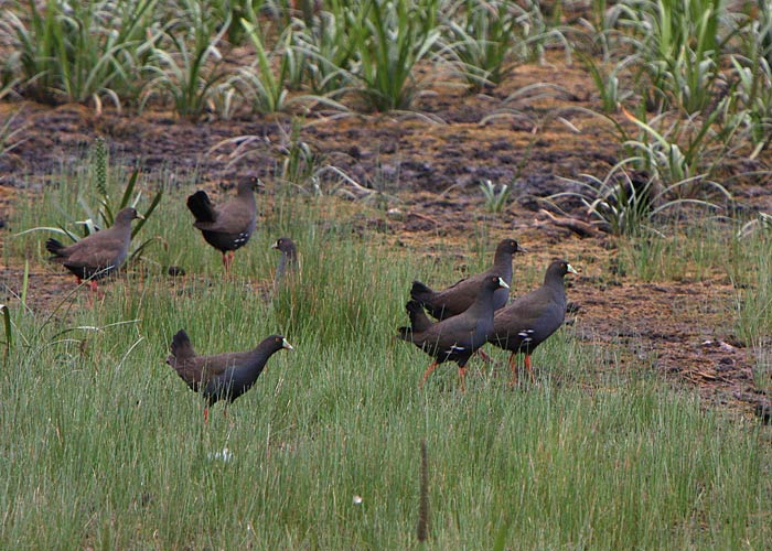 Austraalia kanatait (Gallinula ventralis)
Lake Ballarat, Austraalia, detsember 2007

Rene Ottesson
Keywords: Black-tailed Native-hen