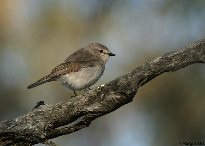 Microeca fascinans
Little Desert NP, Austraalia, detsember 2007

Margus Ots
Keywords: jacky winter